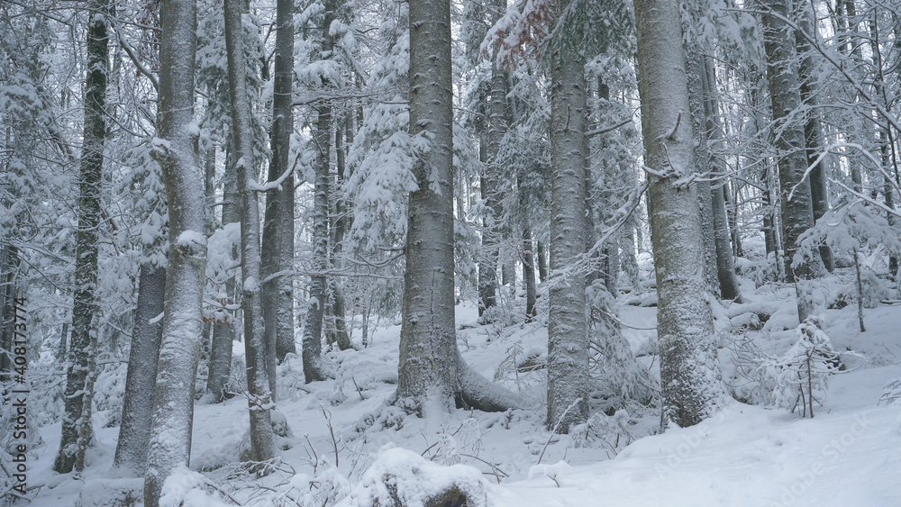 特写：高耸的松树和云杉被原始的白雪覆盖。