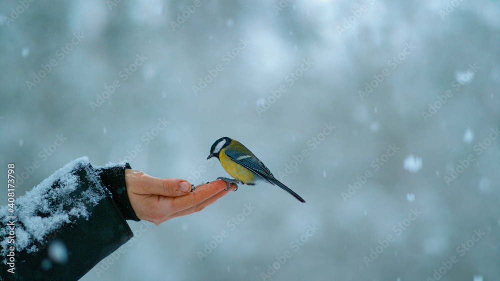 特写，自由度：羽毛五颜六色的鸟看起来要从雌性手中啄出种子