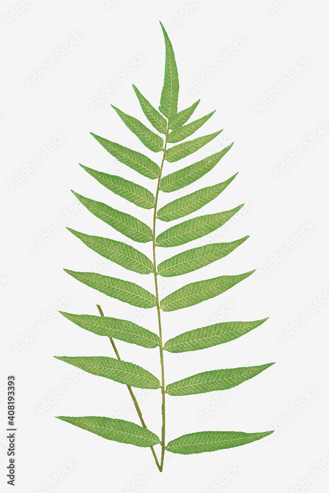 Fraxinfolium蕨叶载体