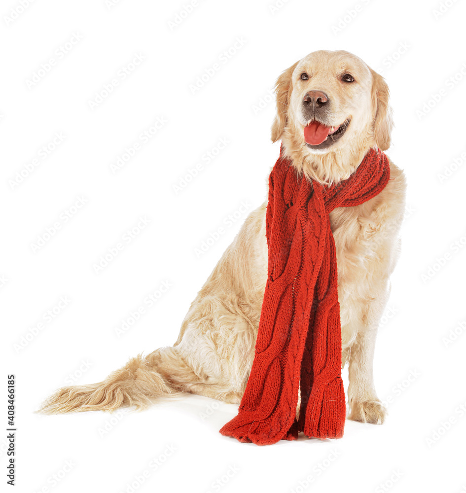 可爱的狗，白色背景上戴着温暖的围巾。供暖季节的概念