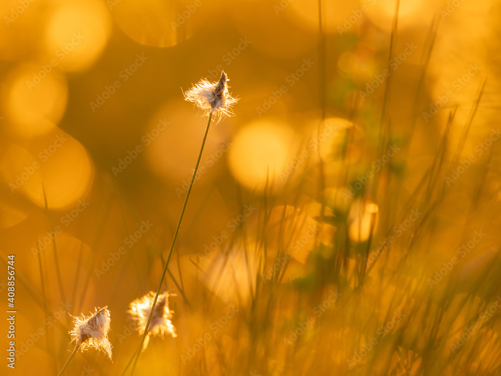 沼泽地傍晚阳光下棉花草的极简主义图像