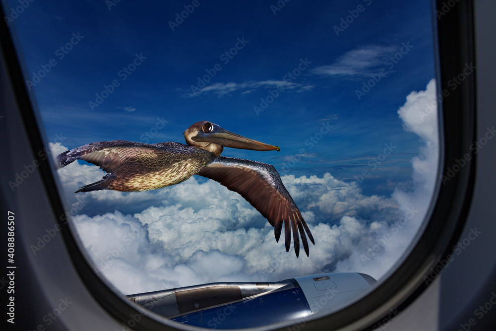 墨西哥湾鹈鹕在商用飞机附近飞行，从窗户看到喷气式飞机