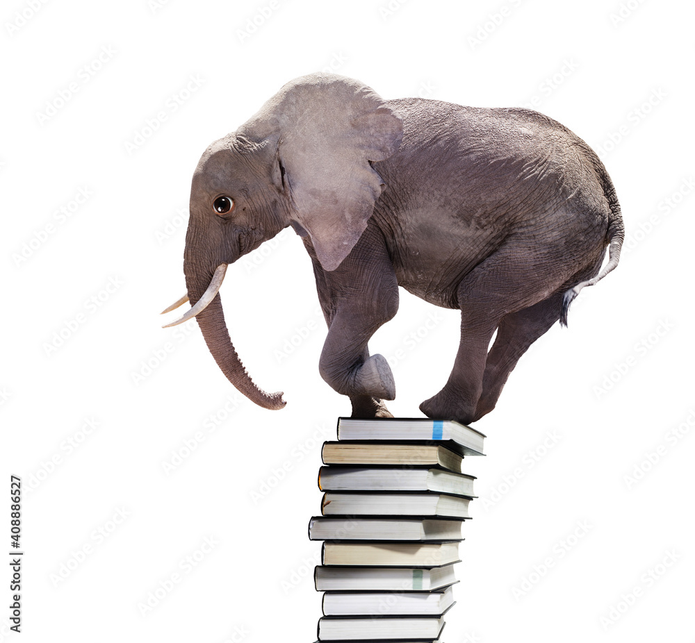 巨大的非洲大象站在书本堆上保持平衡，展示孤立在白色上的知识概念