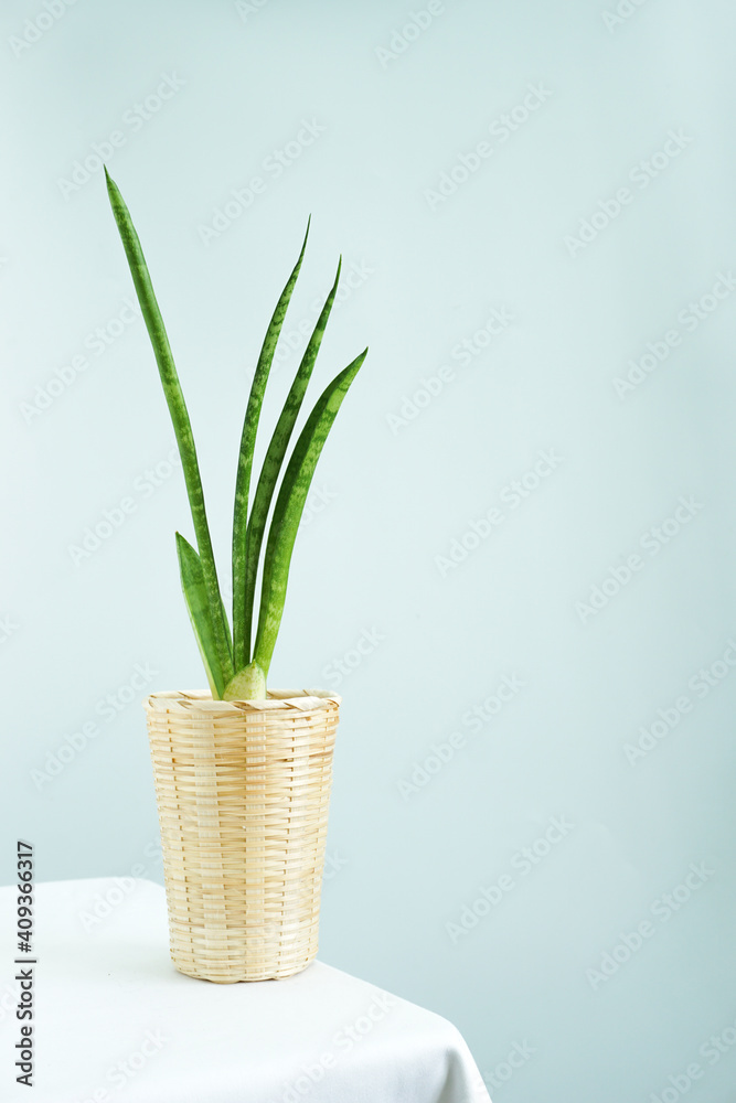 在白墙上的白桌子上的竹篮里种蛇或三叶草，厚