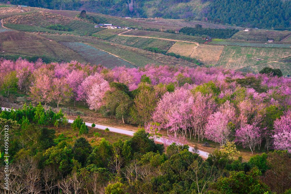 Wild Himakayan cherry trees or Cherry blossom field on phu lom lo mountain of Phu Hin Rong Kla natio