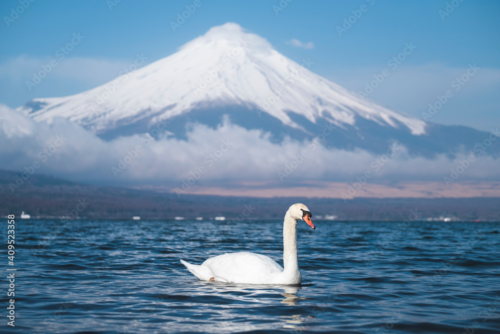 日本yamanashi县白天的富士山和yamanaka湖中的白天鹅