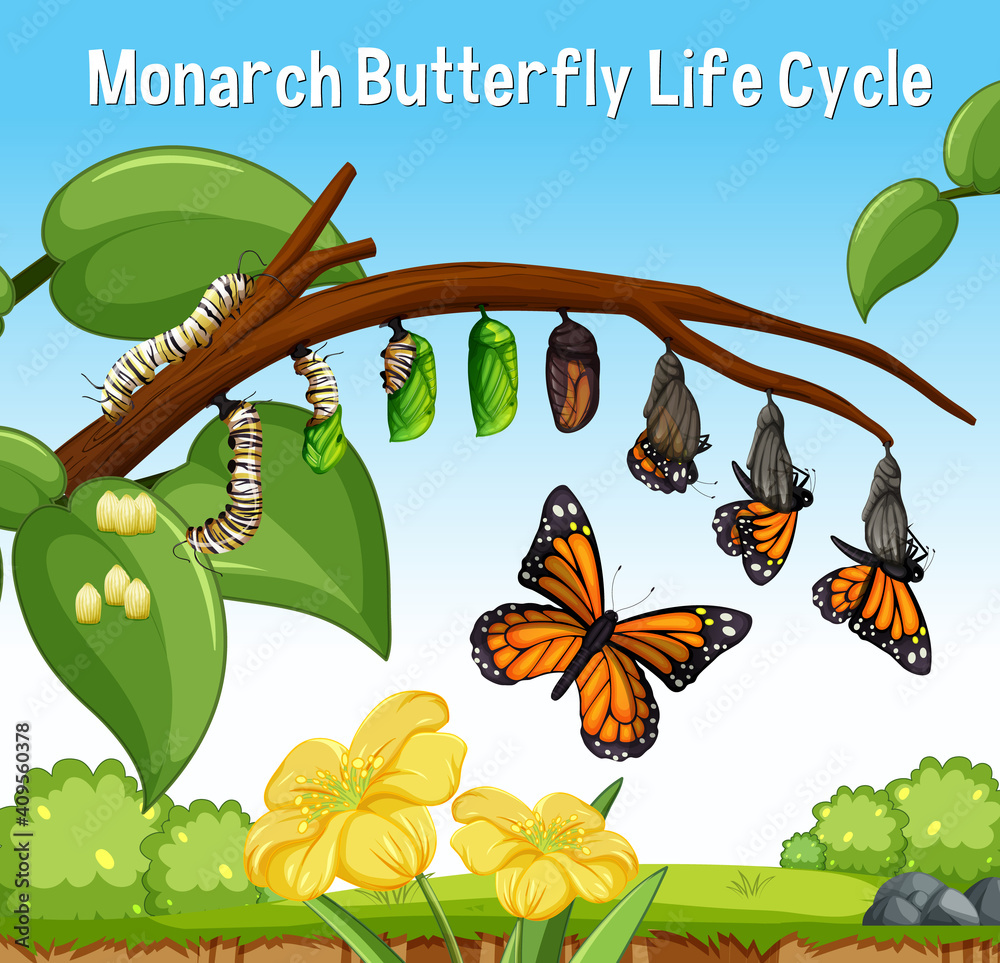 Scene with Monarch Butterfly Life Cycle