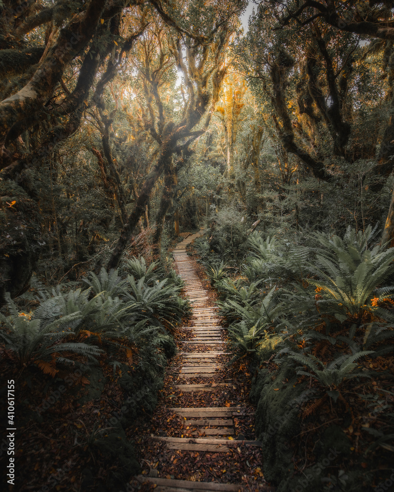 新西兰的丛林之路
