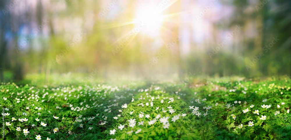 春天美丽的白花海葵，森林里阳光明媚。春天的早晨