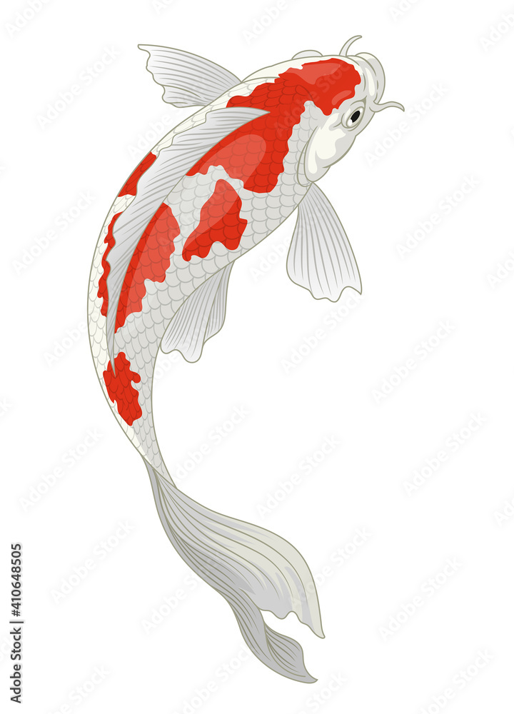 红白kohaku图案日本锦鲤