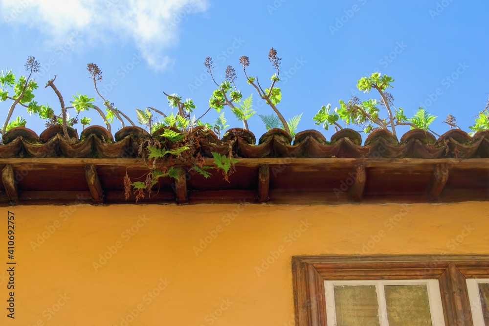 屋顶上生长的绿色植物