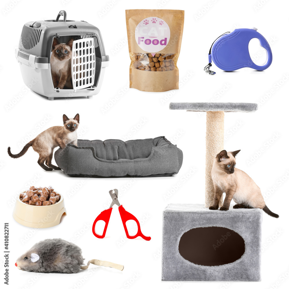 白色背景下可爱的泰国猫和不同宠物配件的拼贴画