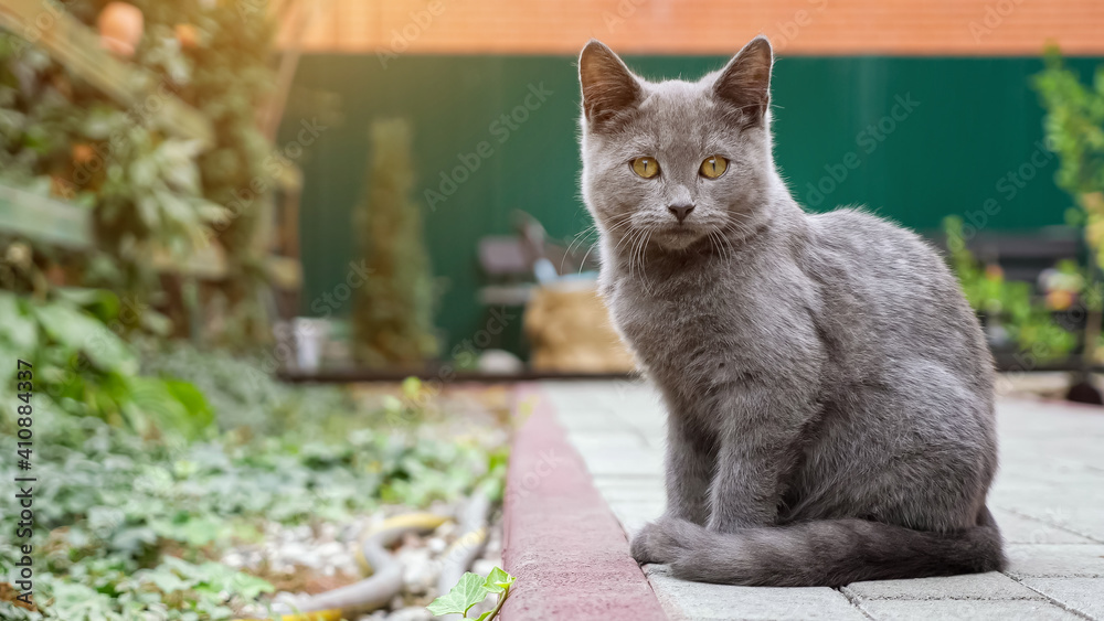 灰色小猫坐在花园里的铺路小道上被清洗。
