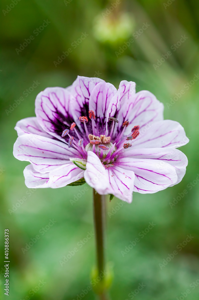 Erodium（杂交）是一种夏季开花植物，有一种紫粉色的夏季花，通常被称为sto