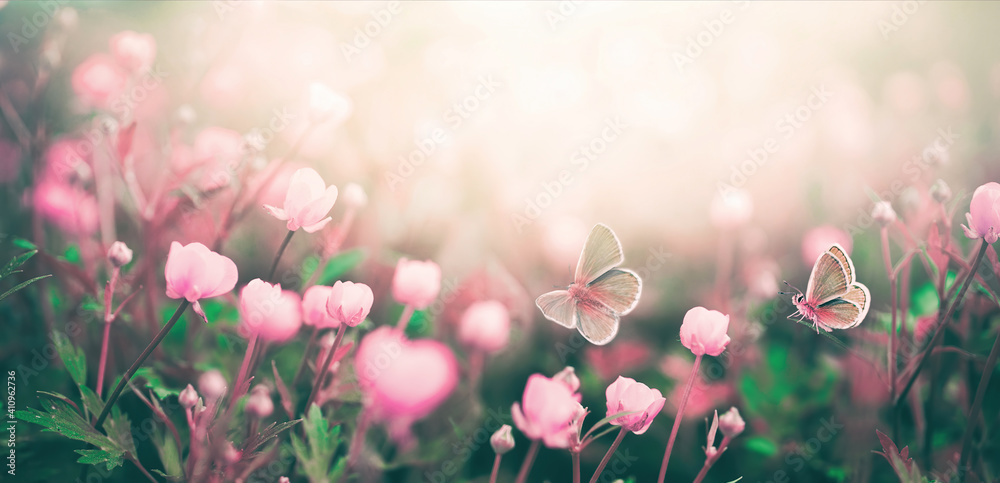 田野里沐浴在阳光下的野粉色花朵，户外大自然中两只扑腾的蝴蝶，柔软