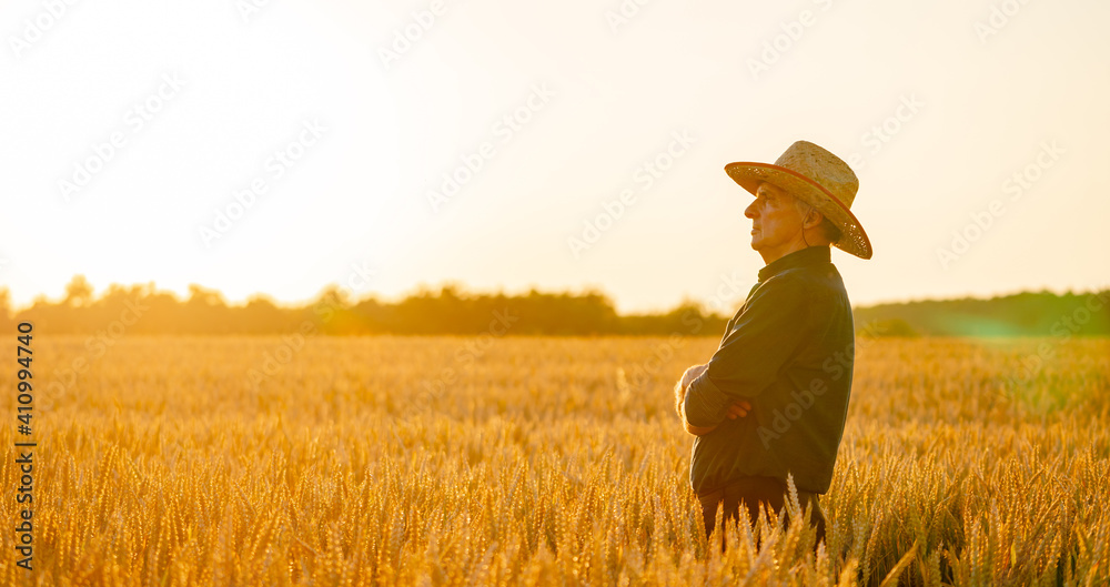 收获概念。麦田里的日落。戴着帽子的农民周围的黄色小麦穗。特写自然p