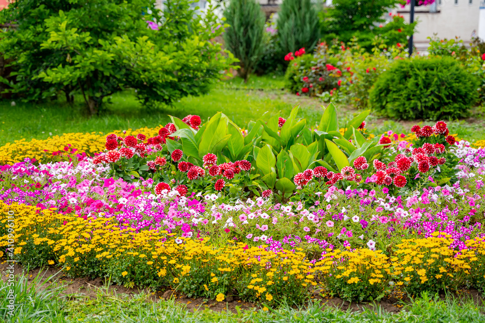 花园里五颜六色的花。裁剪的照片。夏天的风景。粉红色、黄色、白色的花和花丝