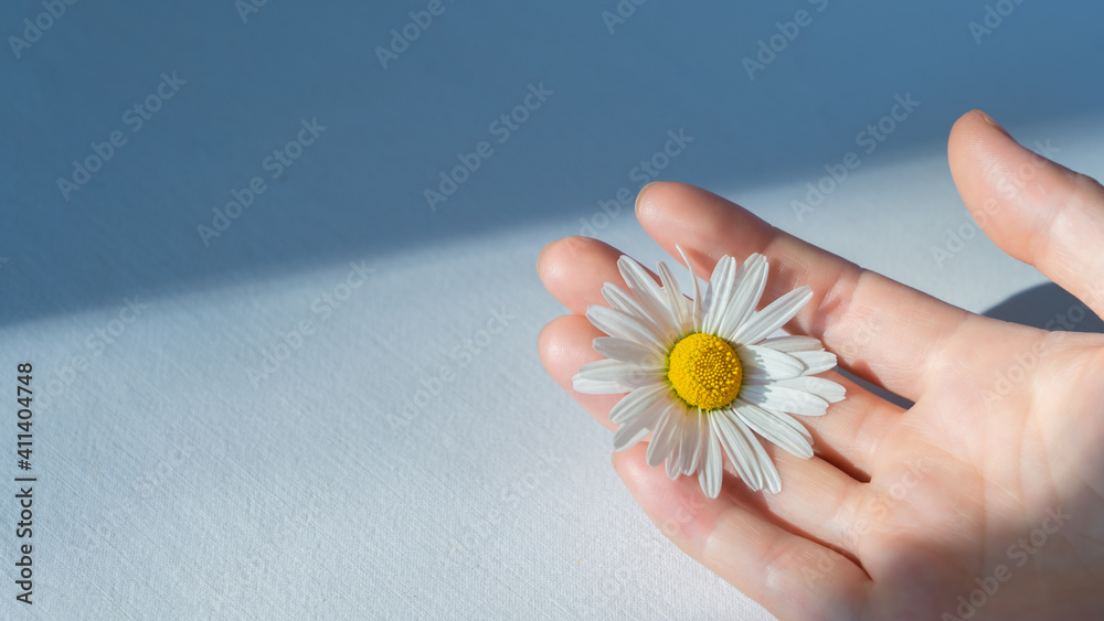 女孩手掌上一朵白色雏菊的特写，复制空间