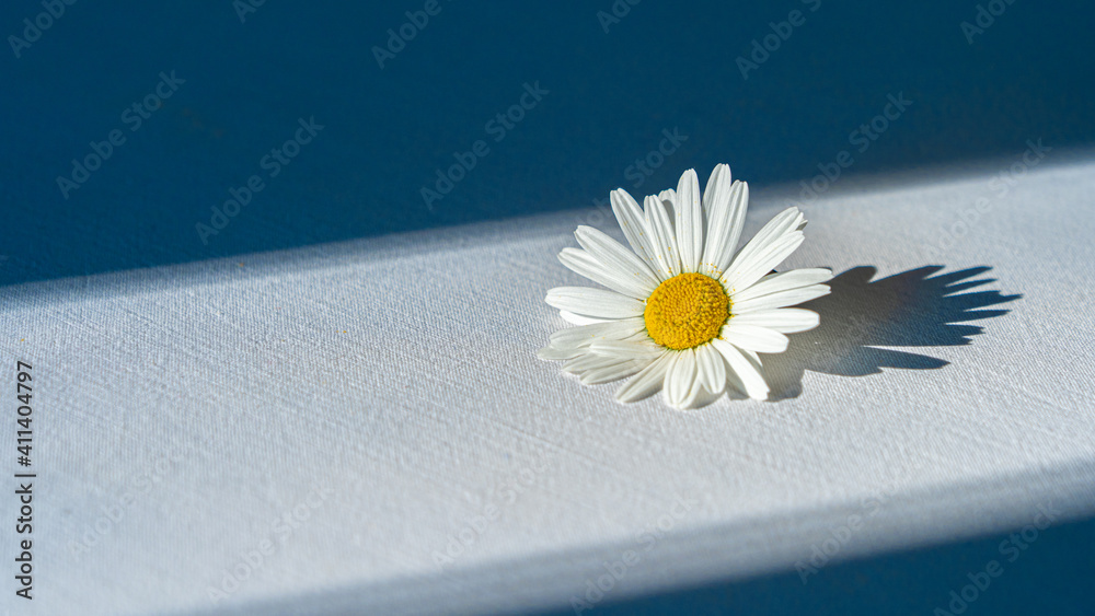 白色雏菊花室内桌布