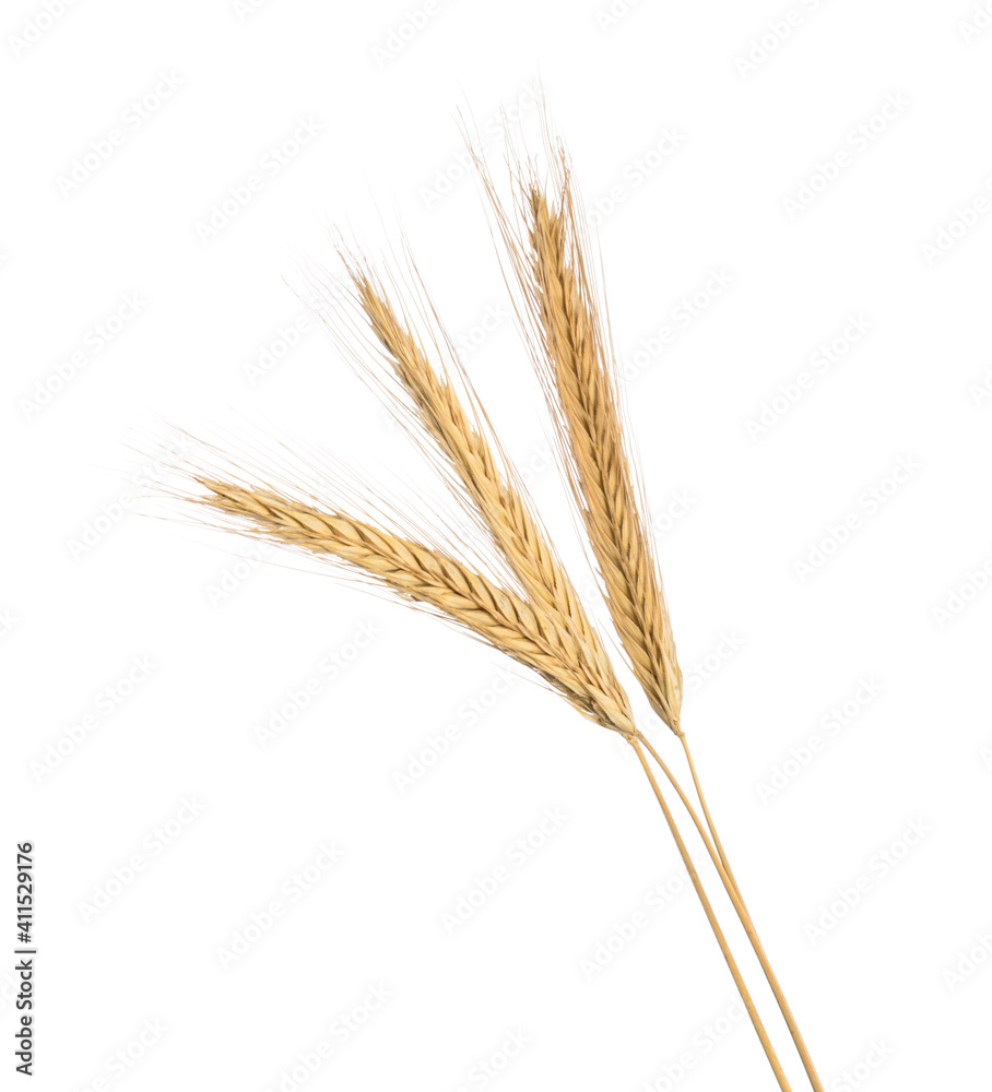 Ears of rye isolated on a white without shadow