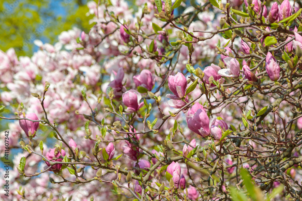 盛开的美丽木兰。春天的阳光照亮了精致的粉红色花瓣。