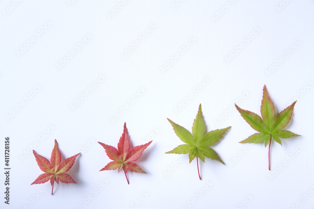 四片不同大小的红绿枫叶在白底上呈对角线排列，至