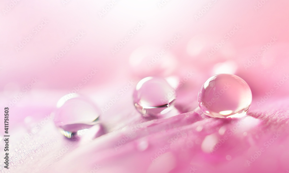 粉色花瓣上的水滴特写微距。纯洁与自然之美的温柔艺术形象