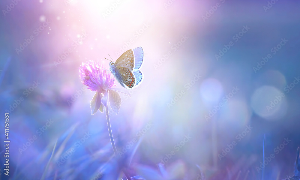 蝴蝶在春天和夏天的三叶草上，在透明的紫色光中，柔和的焦点微距