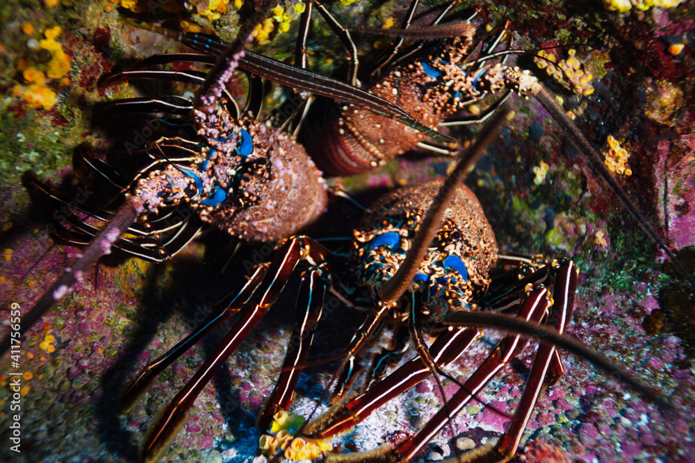 太平洋海底两只龙虾的水下照片