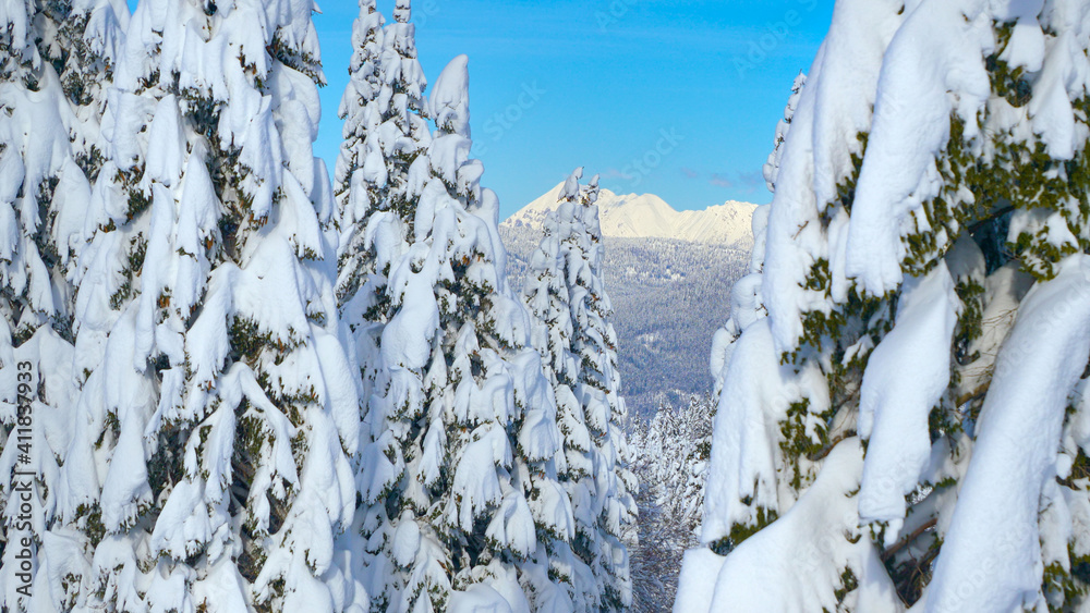 航空航天：茂密的被雪覆盖的针叶林通向远处的岩石山脊