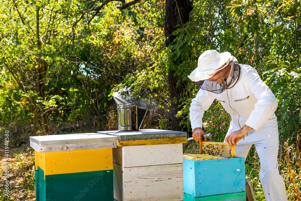 养蜂场的工人。养蜂人从蜂箱中取出蜂蜜细胞。花园里有三个不同颜色的蜂箱