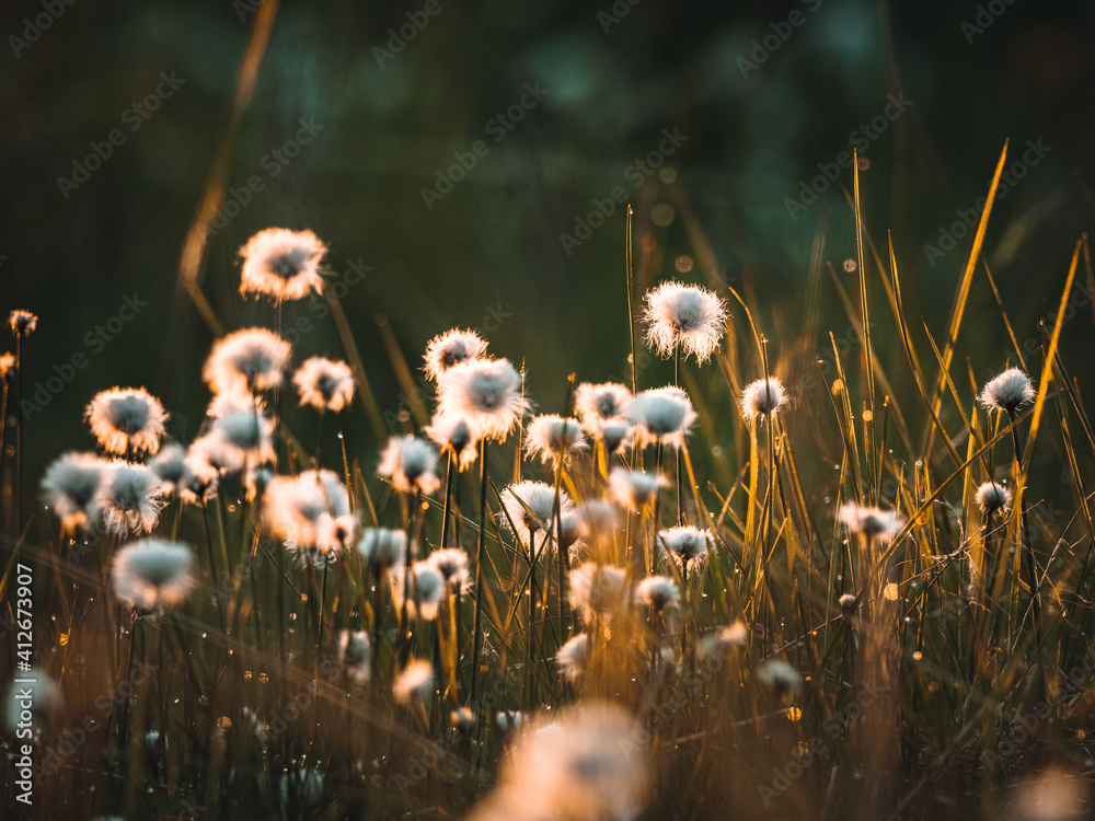 沼泽地区傍晚阳光下的棉花草