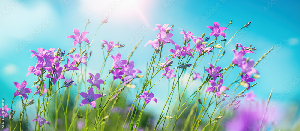 Lovely lilac flowers bells on background of blue sky outdoors in nature. Summer spring natural lands