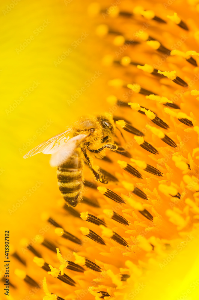 Macro shot of Honey Bee (Apis mellifera) collecting nectar and spreading pollen in yellow sunflower.