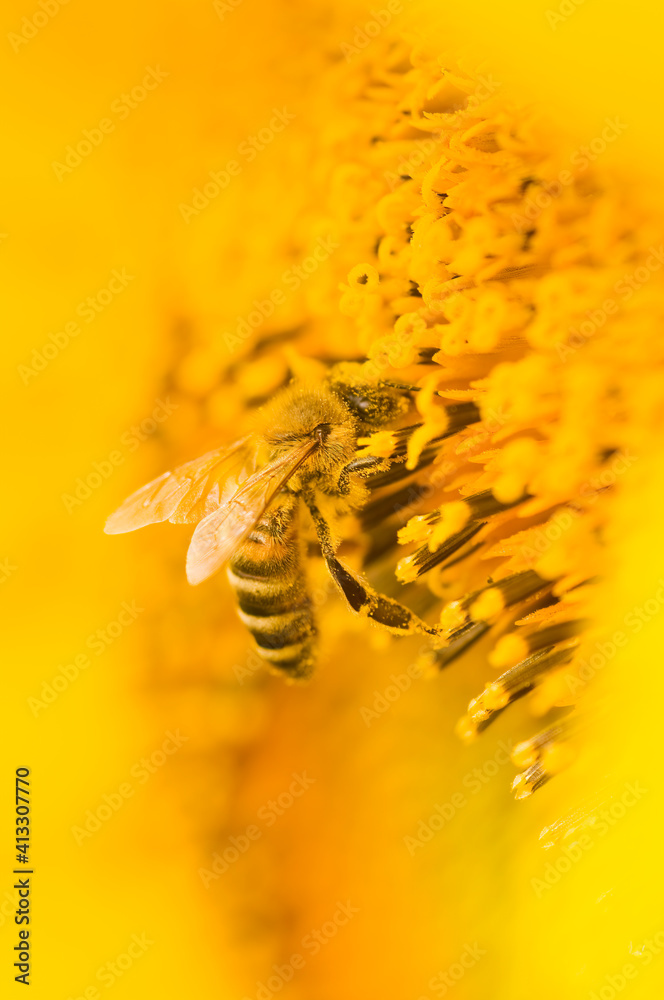 蜜蜂采集花蜜并在黄色向日葵中传播花粉的宏观镜头。