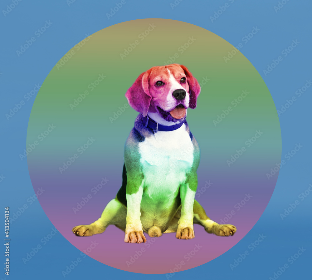 Cute rainbow colored dog on blue background