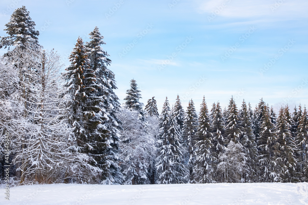 寒冷的冬日，高山上的树木被雪花覆盖