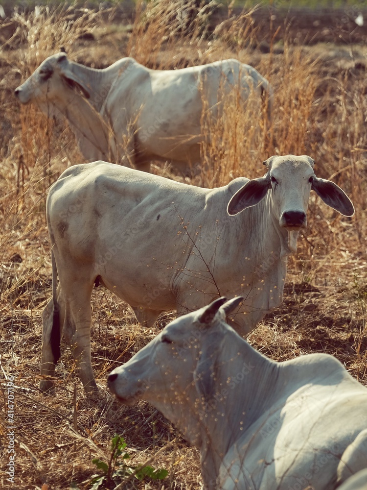 牧场上的奶牛——热带草牧场。