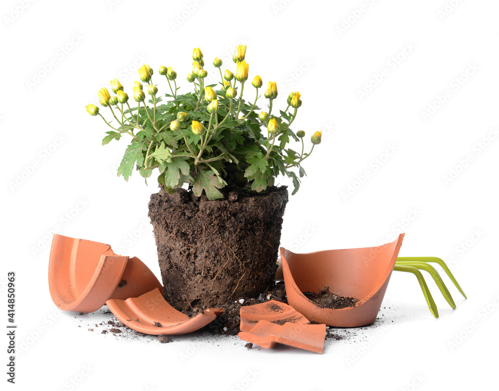 白底碎花盆、耙子和植物