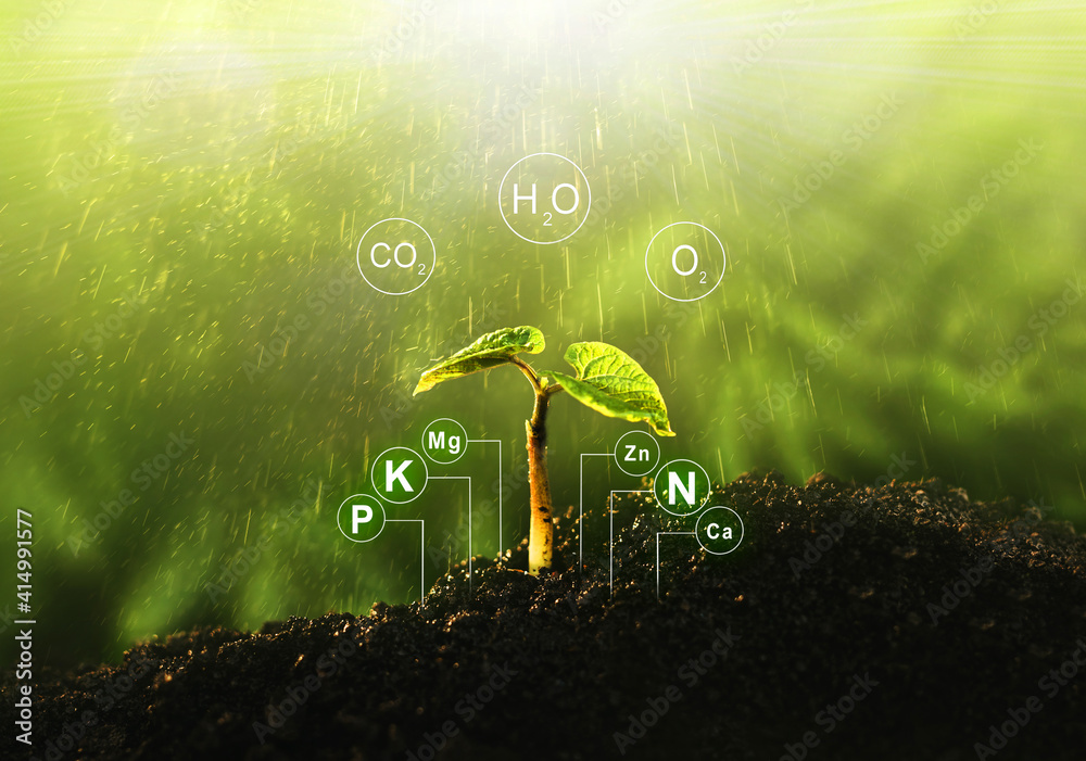 数字矿物营养素的施肥和营养素在植物生活中的作用。幼苗是