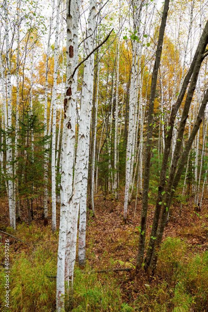 秋天的白桦林景观。