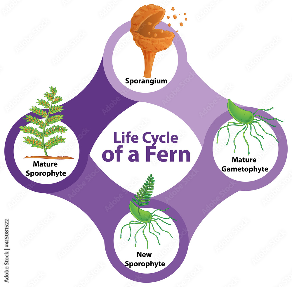 Life Cycle of a Fern Diagram