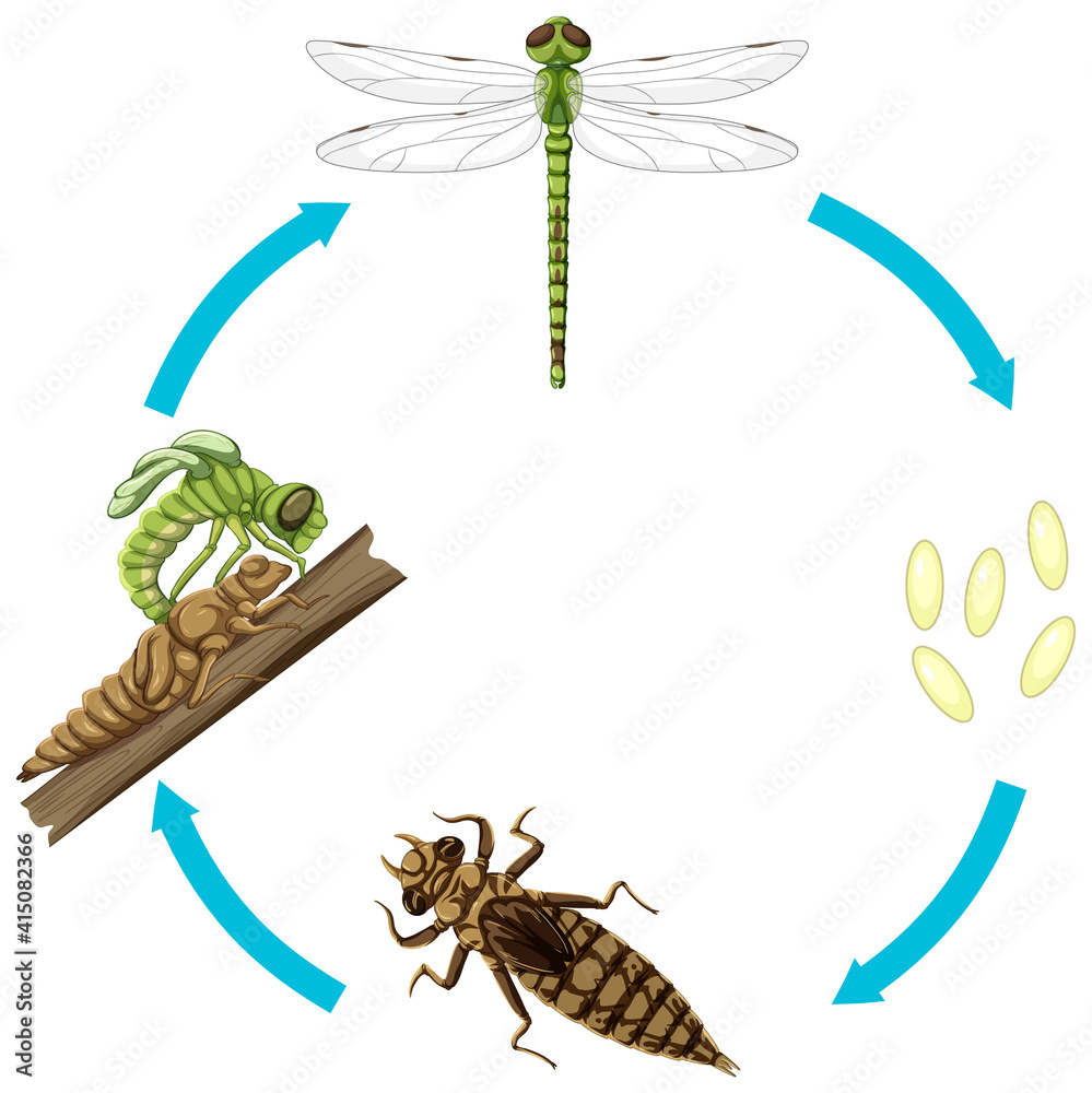 Life cycle of dragon fly on white background