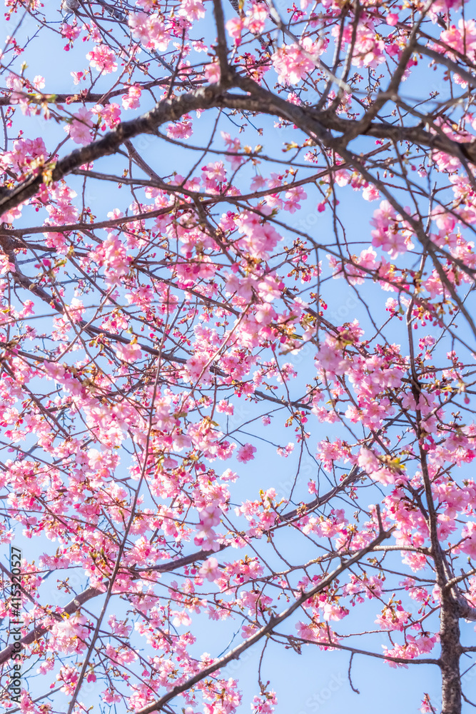 早咲き桜 Japanese wild cherry tree