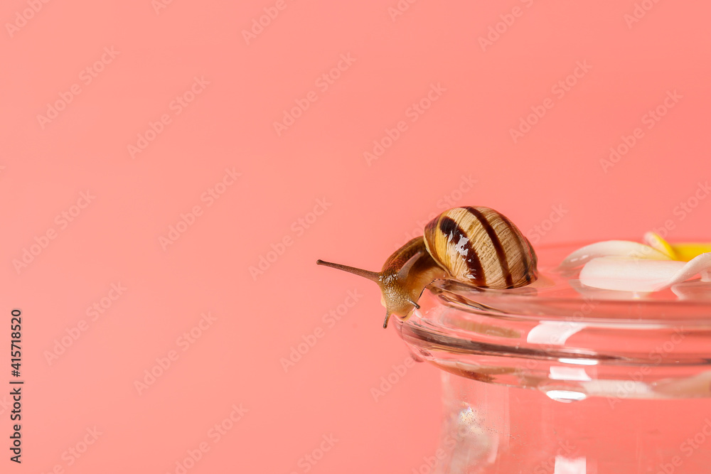 Jar with water, flower and snail on color background
