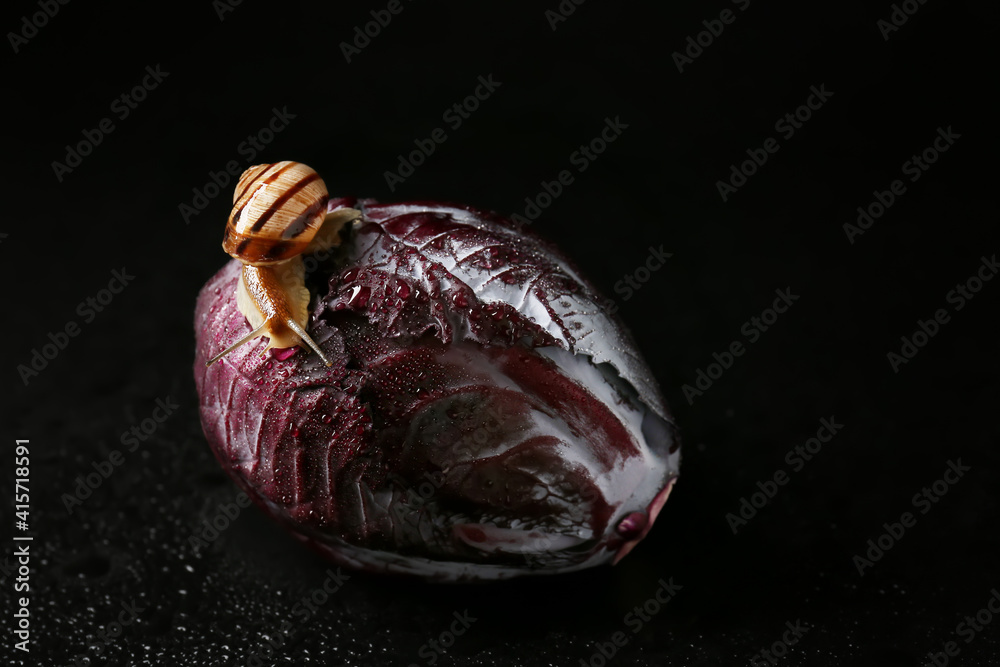 Snail and purple cabbage on dark background