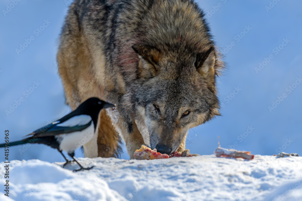 灰狼，犬狼疮，在冬天的森林里吃肉。