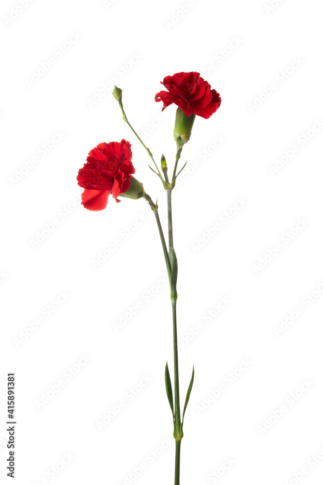 白色背景上的美丽红色康乃馨花