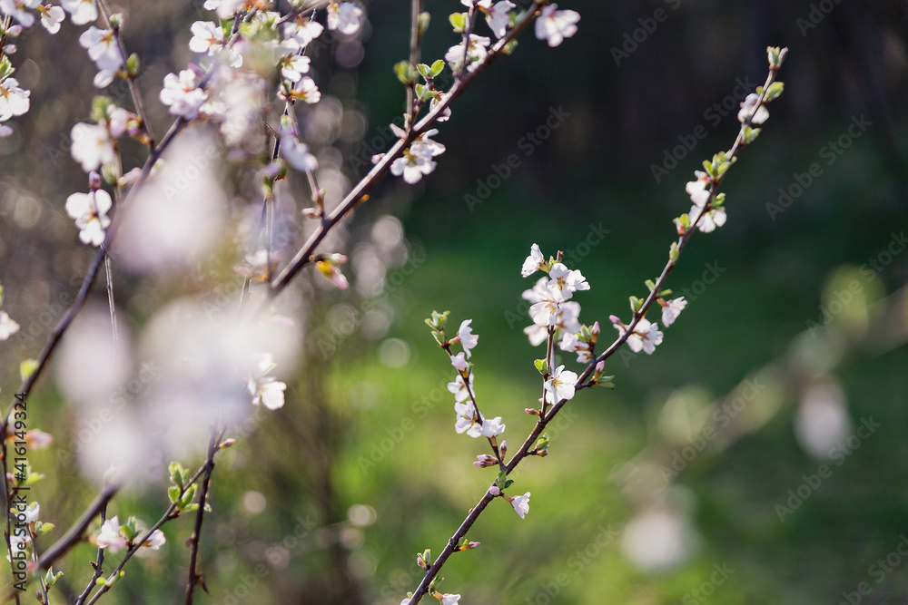 粉色花蕾的春天苹果花枝