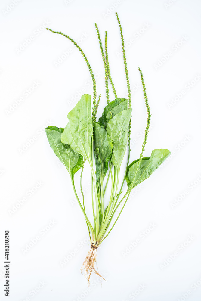 A fresh herbal plant plantain on white background